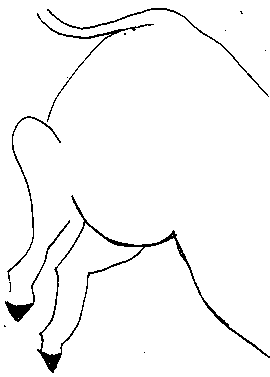 donkey